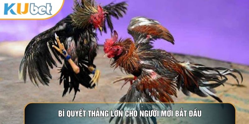 Bí quyết thắng lớn cho người mới bắt đầu