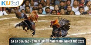 Đá gà cựa dao