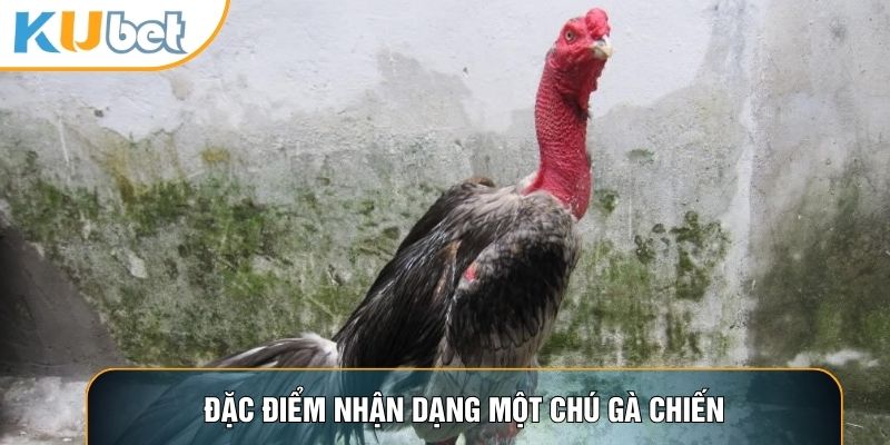 Đặc điểm nhận dạng một chú gà chiến